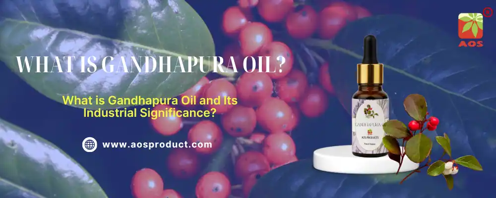 What is Gandhapura Oil